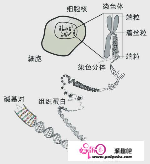 科学家发现人类的Y染色体正在不竭缩短，将来的男性将何去何从？