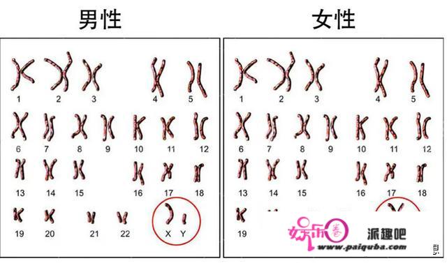 人类Y染色体正在消逝，将来还有汉子吗？科学家给出解释