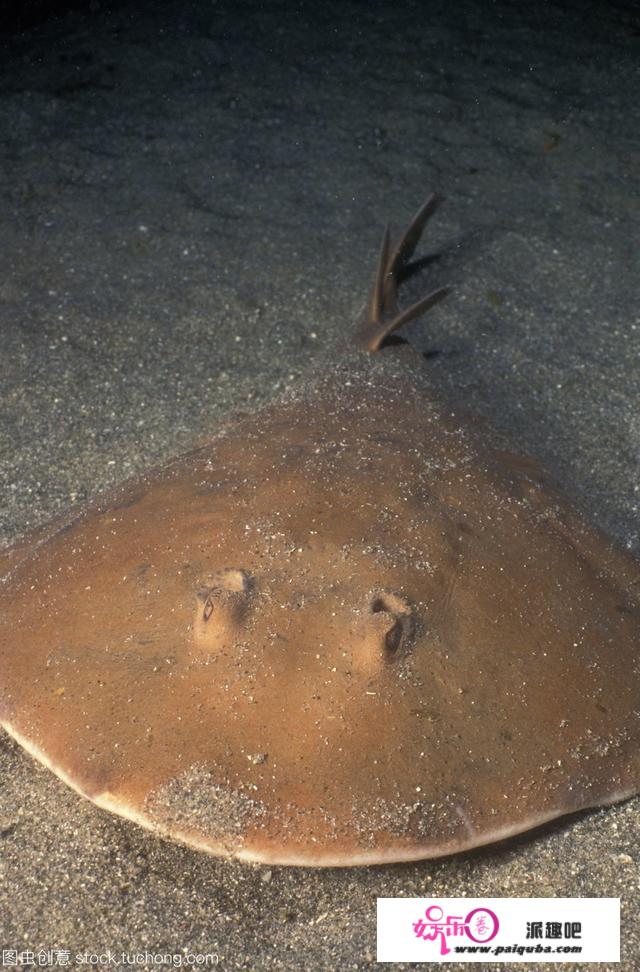 海洋生物顶级杀手排行榜，大白鲨排第二，蓝鲸不上榜。谁是第一？