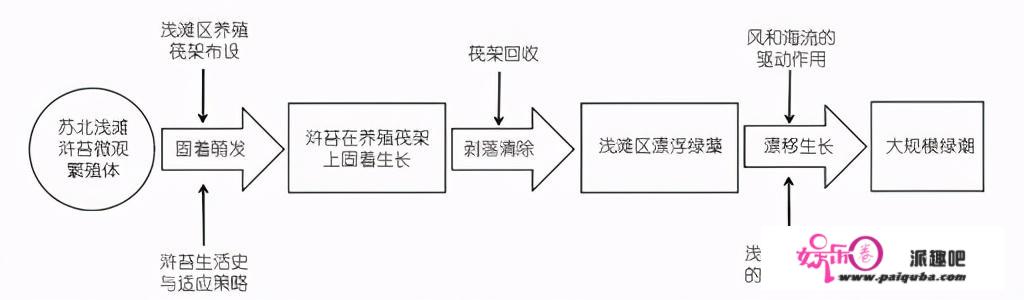 青岛为何持续15年遭受大规模浒苔侵袭？元凶事实是谁？谜底找到了