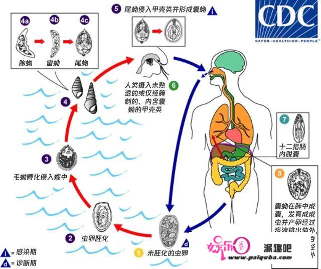 深圳女子体内钻出“活虫”，爱吃那种广东美食等于生吞“虫窝”