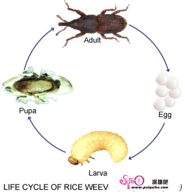 我们吃的米饭有虫卵？米虫一起头就钻进大米里，放大500倍更恶心