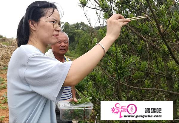 预警！一种新的扑灭性林木害虫在温州多地爆发