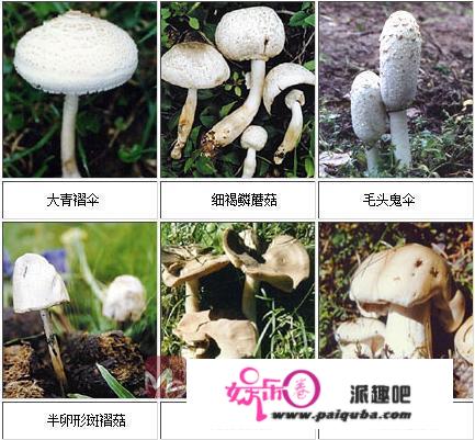 食物平安：白雪公主是蘑菇中毒昏厥？格林兄弟的棺材板要按不住了