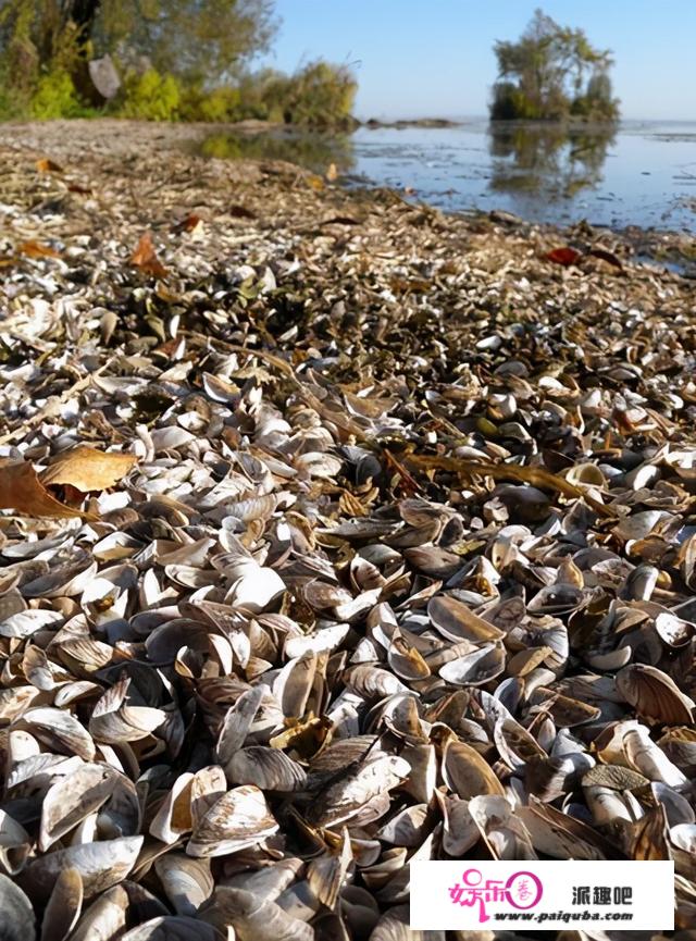 核电站停机、淹没所有物体！美国五大湖遭恐惧物种入侵，此题无解