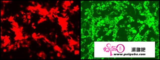 科学家利用“陈述病毒”实时察看SARS-CoV-2在动物模子中的传布情况