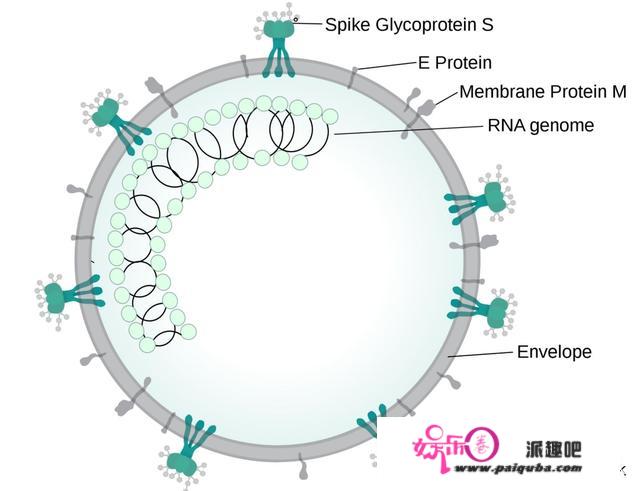 奥密克戎变种来袭，为何传布变异如斯疯狂？揭开病毒实正面目