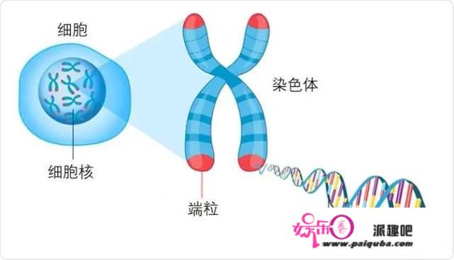 2009年失踪的乌龟突然呈现，但已成干尸：为什么不克不及活千年万年？