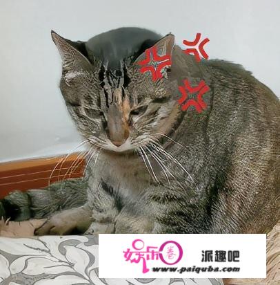 妹子脚臭熏飞自家猫，全国网友：隔着屏幕我也吐了…