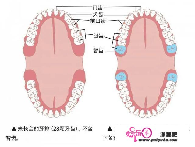 拔掉智齿，有助改善味觉功用！那6种智齿别再留着了