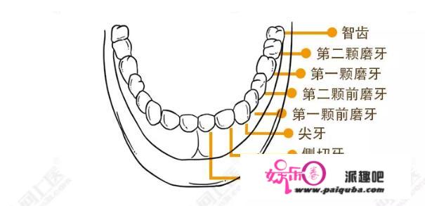 智齿为什么叫做智齿你晓得吗？能否必然得拔掉，不拔会脸大吗？