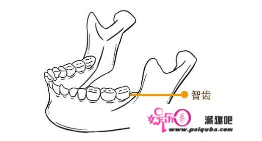 智齿为什么叫做智齿你晓得吗？能否必然得拔掉，不拔会脸大吗？