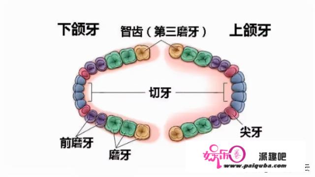 智齿必然要拔吗？呈现那种情况，请及时拔掉智齿