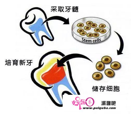 智齿除了疼还有啥用？那3个隐藏技能相知恨晚