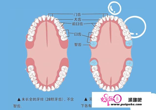 人类为什么会长智齿？智齿必然要拔掉吗？