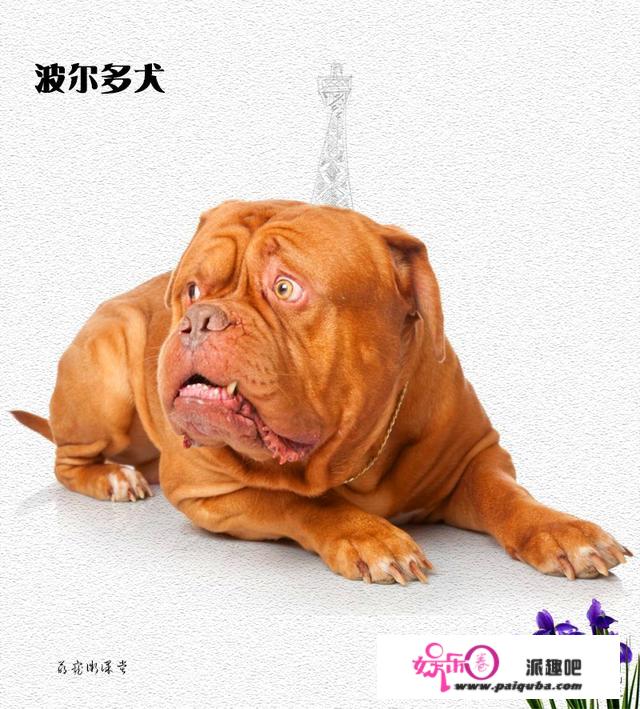 每周一犬：来自法国的世界名犬波尔多犬！