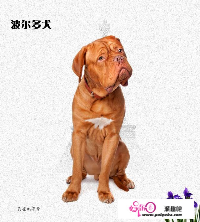 每周一犬：来自法国的世界名犬波尔多犬！