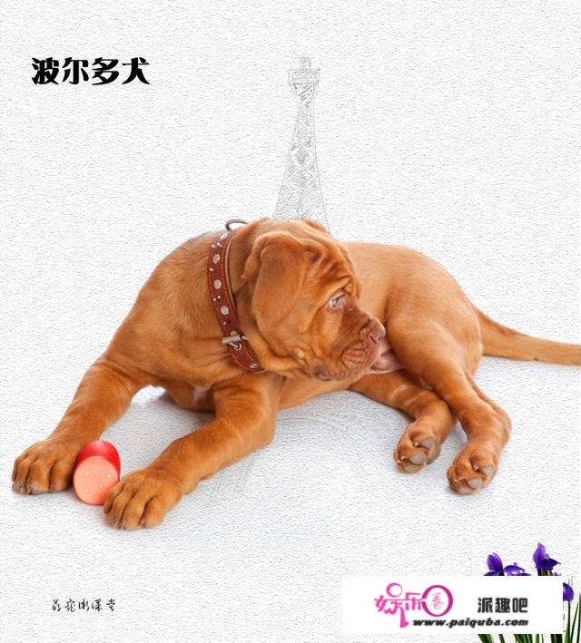 每周一犬：来自法国的世界名犬波尔多犬！