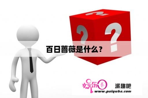 百日蔷薇是什么？