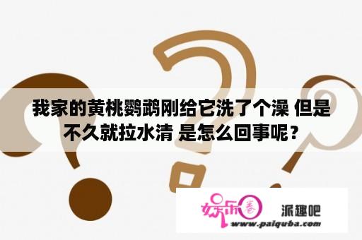 我家的黄桃鹦鹉刚给它洗了个澡 但是不久就拉水清 是怎么回事呢？