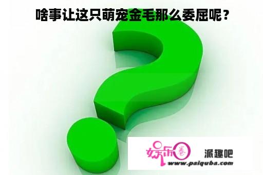 啥事让这只萌宠金毛那么委屈呢？