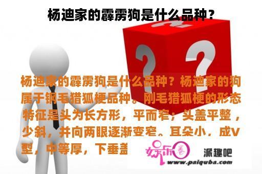 杨迪家的霹雳狗是什么品种？