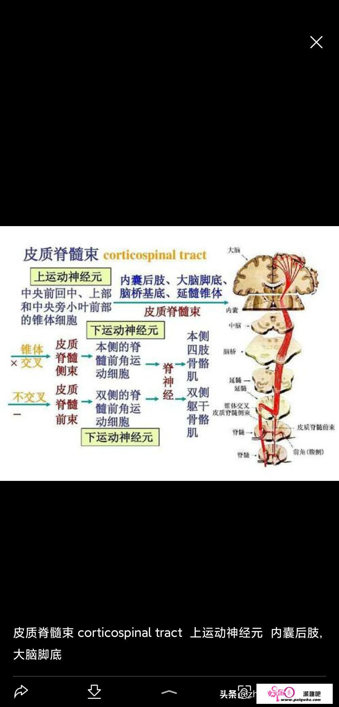 上下运动神经元怎么区分