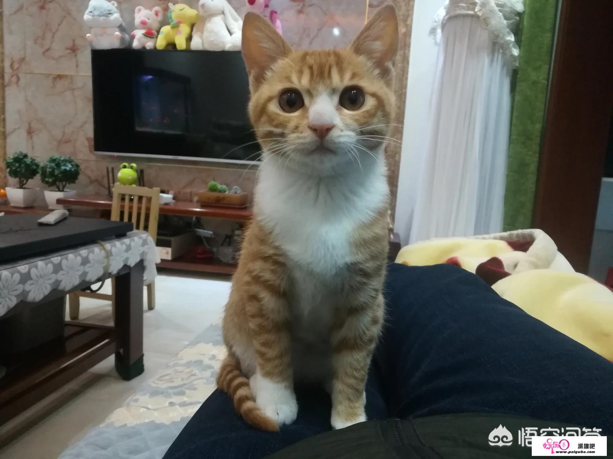 猫的眼中，人类是它的什么