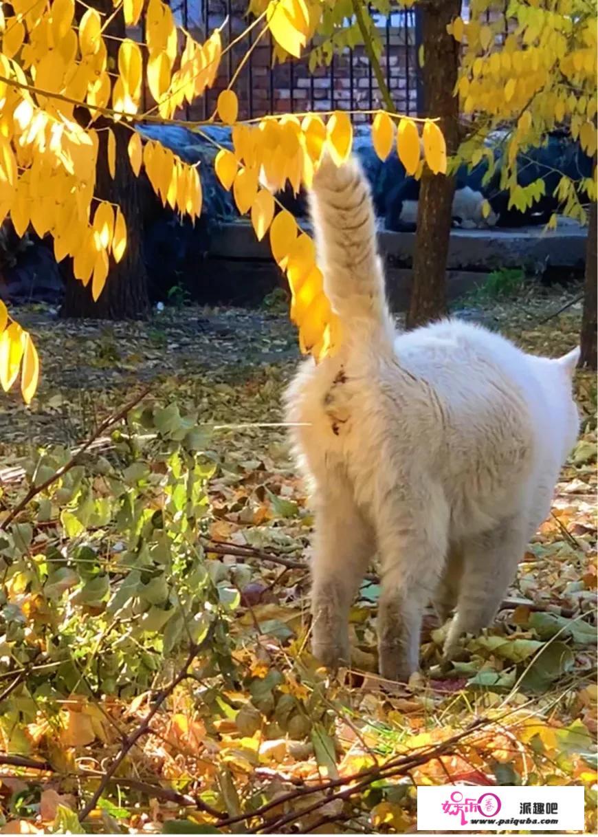 你有没有拍到有趣的猫咪照片，分享1下