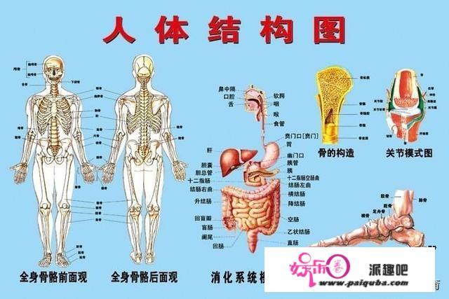 对于老师穿“人体器官服”上课大家都有啥看法