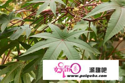 以前在农村常见种植蓖麻，为什么现在种植少了？蓖麻有什么作用