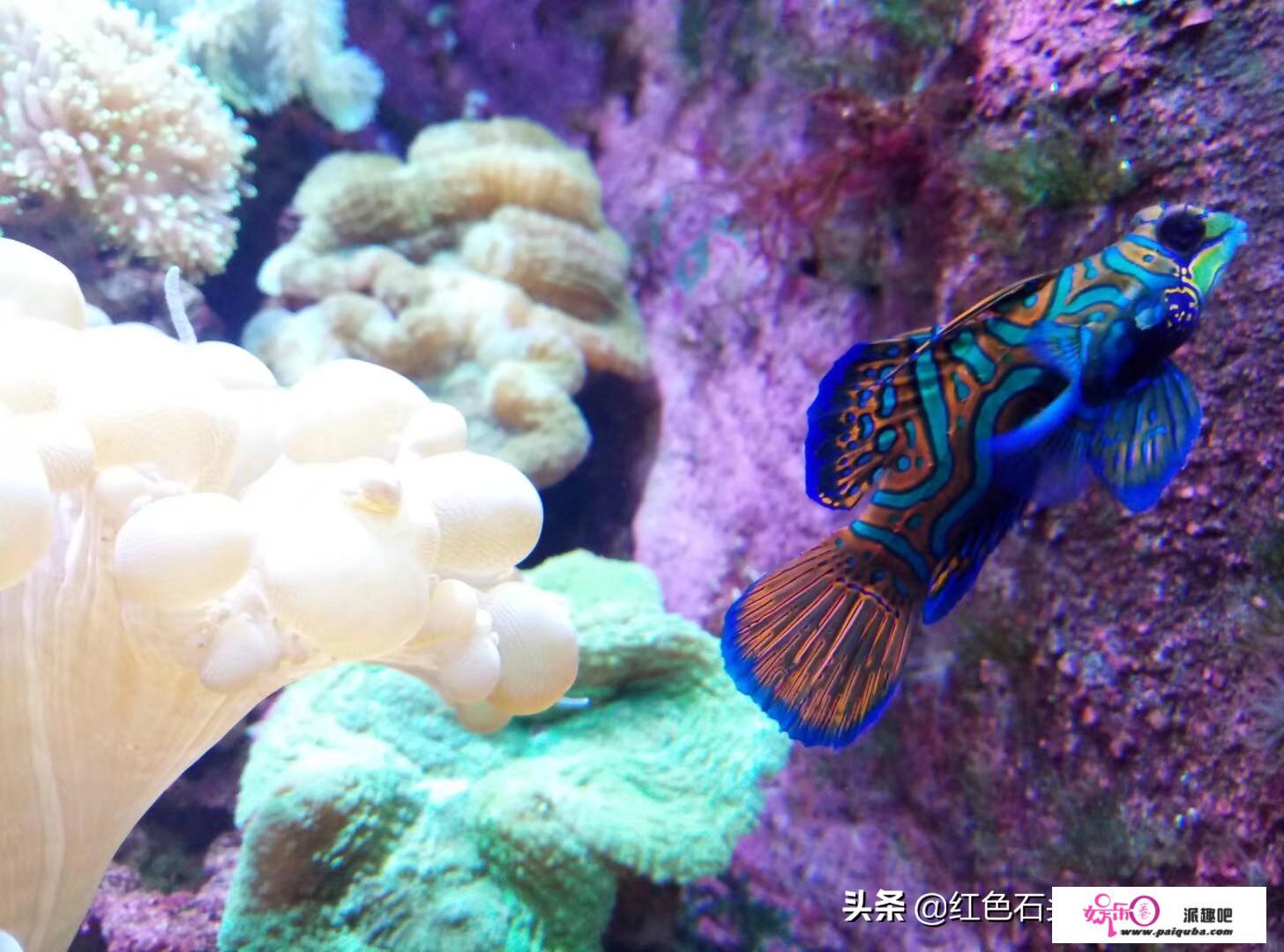 你心中的水族馆（海洋馆）是什么样子的