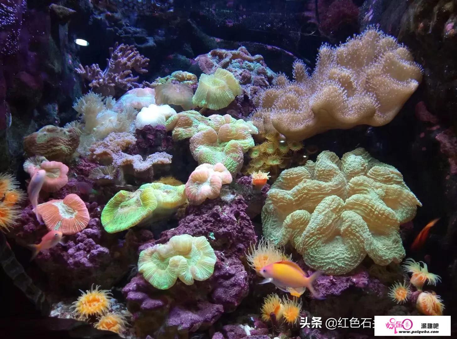 你心中的水族馆（海洋馆）是什么样子的