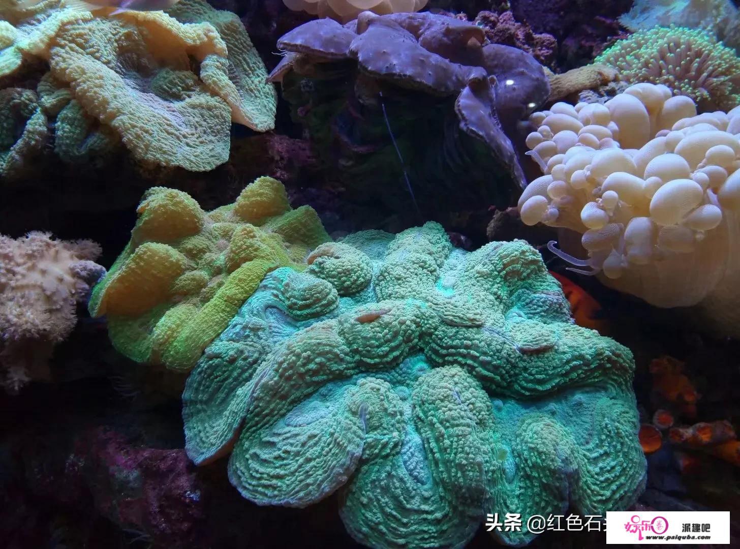 你心中的水族馆（海洋馆）是什么样子的