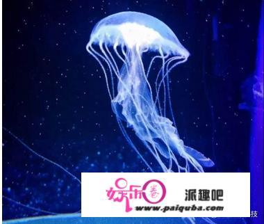 人类利用海洋生物发明发明了哪些成果