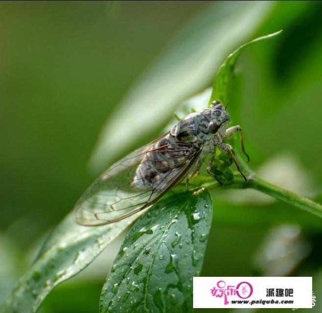 在雨天，你听过哪些特殊的声音呢