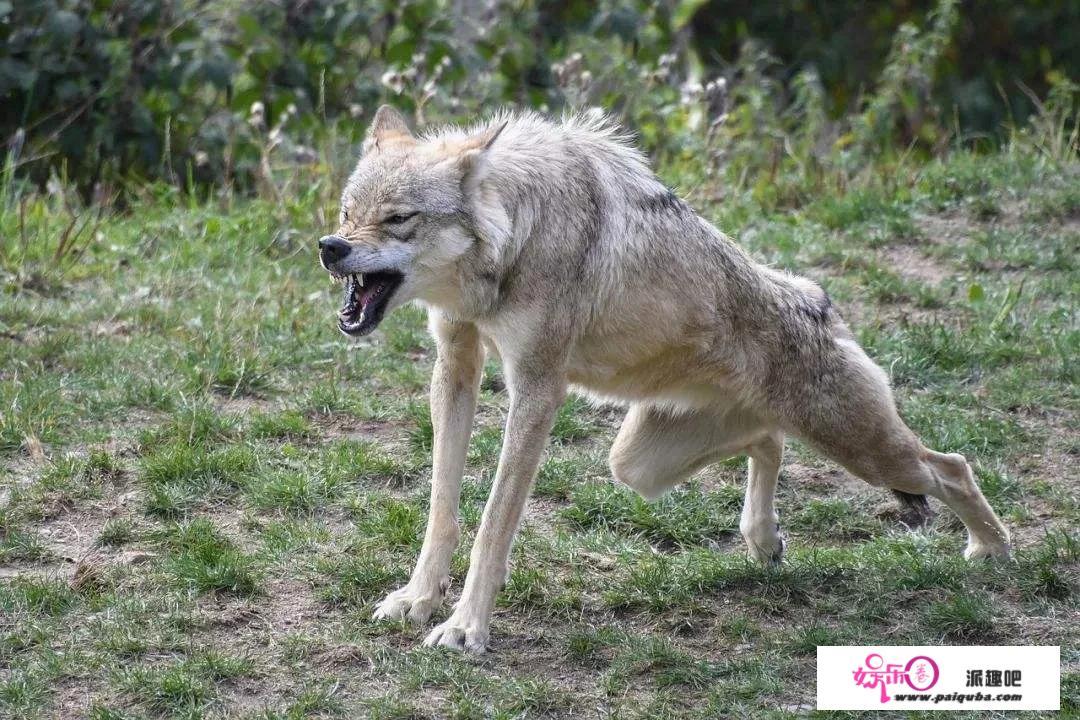 野狼口号顺口溜