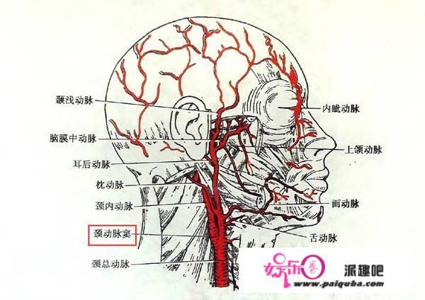 影视剧里常看打人后脖梗子，打晕了但不会打死，现实中真能这样吗