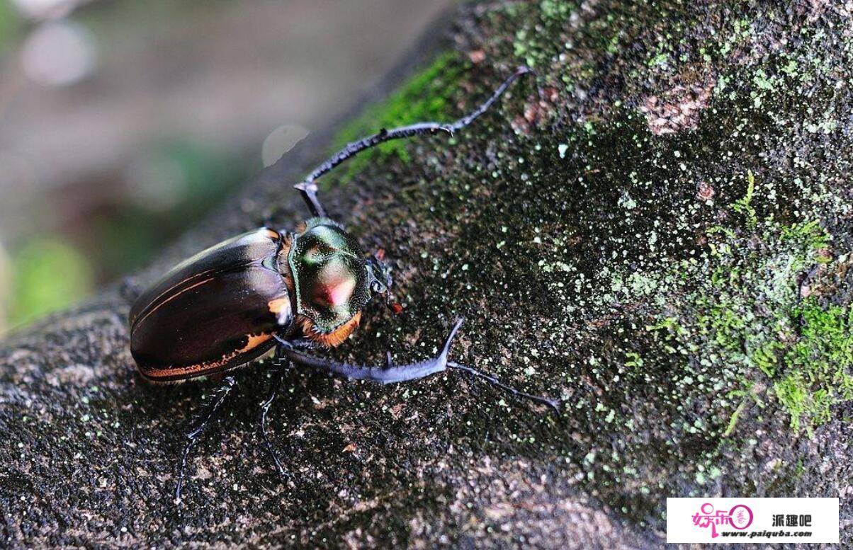 科学家复活超过1亿年的生物！它是如何生存下来的