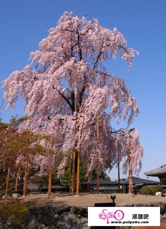 日本哪里看樱花最美