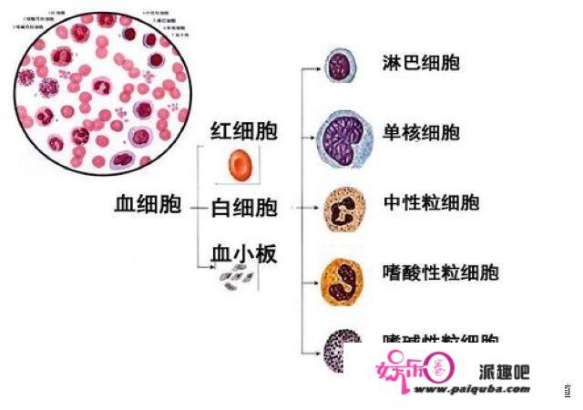 为什么人体是结构组成的，必须用血液循环🔁才有动力