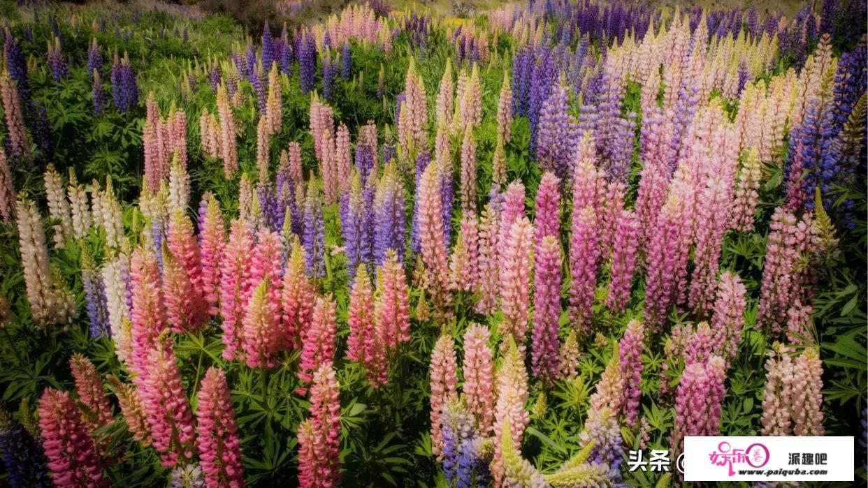 俄罗斯科学家联合研制出可食用餐盘，想尝尝吗