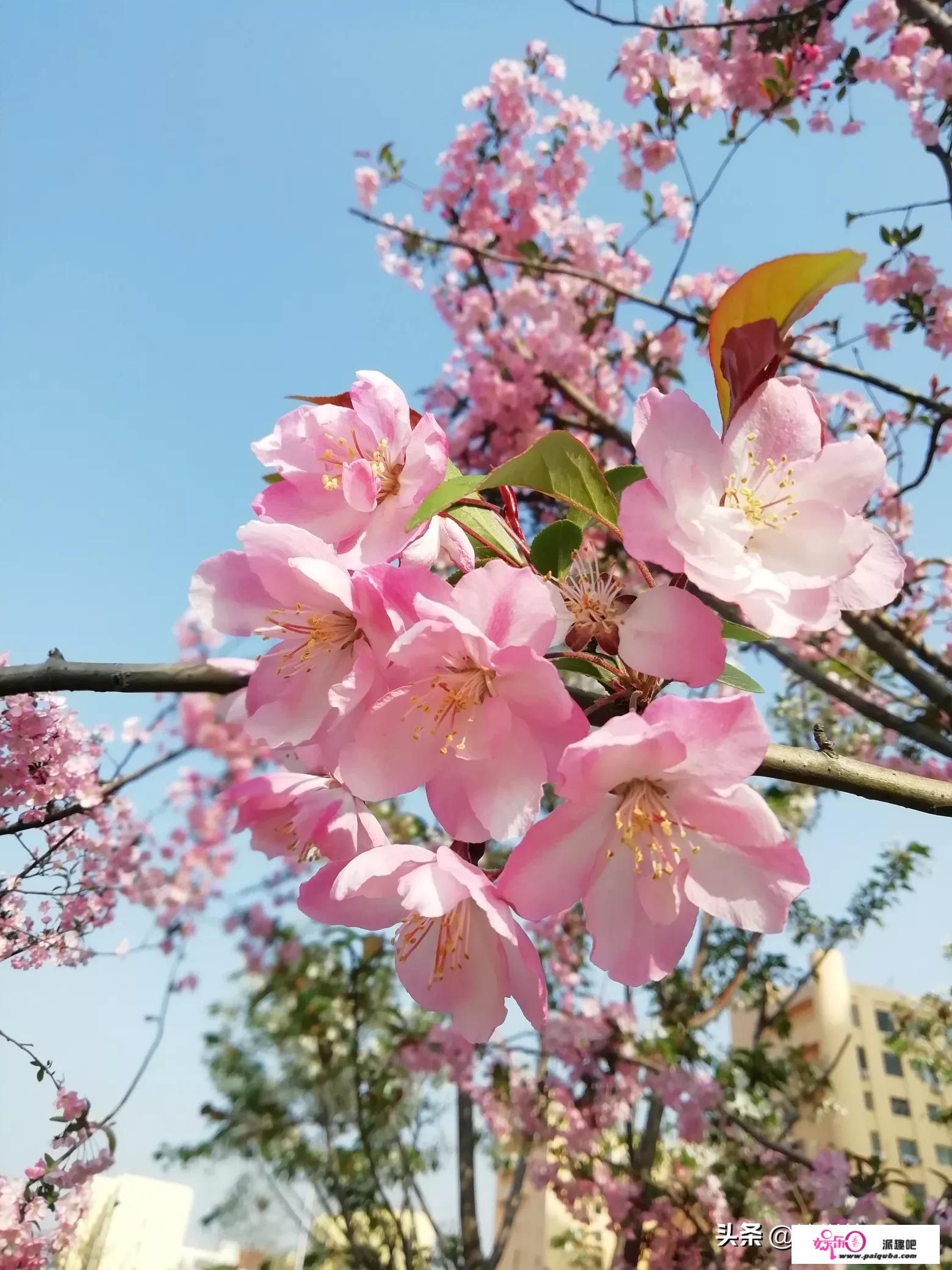 四月份北方春季怎样拍好桃花？