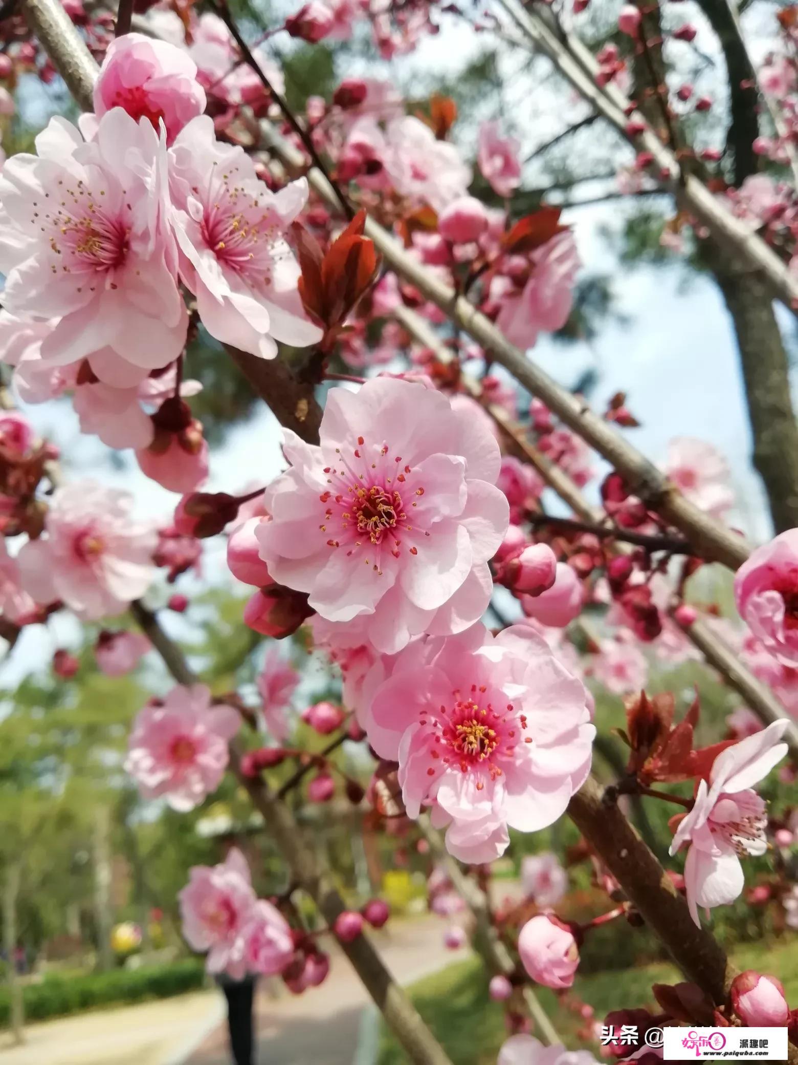 四月份北方春季怎样拍好桃花？