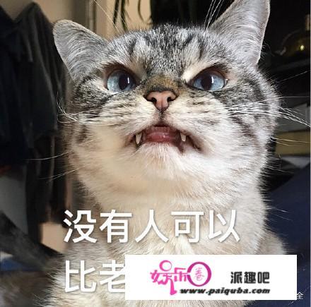 猫的故事