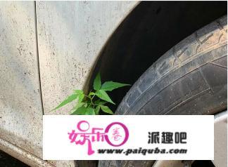 铁皮上的小草引发关注