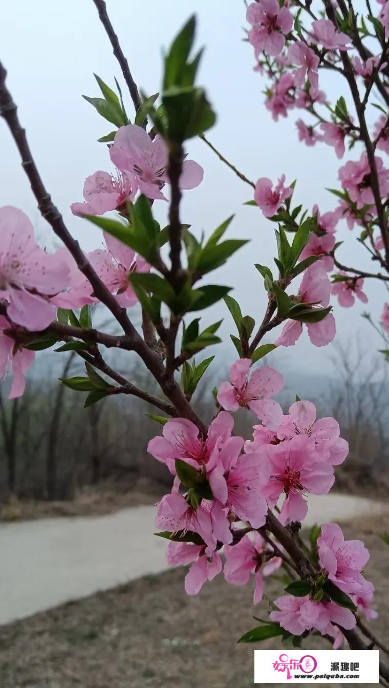 你是否仍记得，故乡的春天？