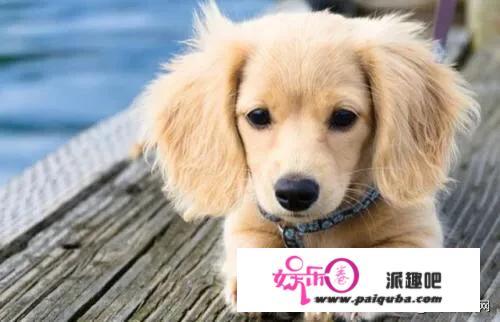 沈阳女子牵爱犬进超市，结果狗狗在地上大小便，你怎么看？