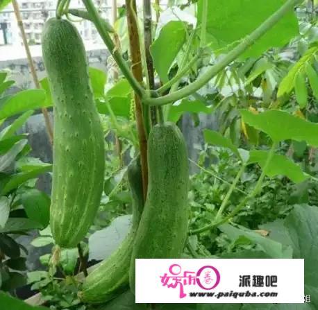 你们那农村有小菜园子吗？都种植什么？