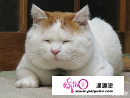 工地来了野猫生了一群孩子该怎么处理？